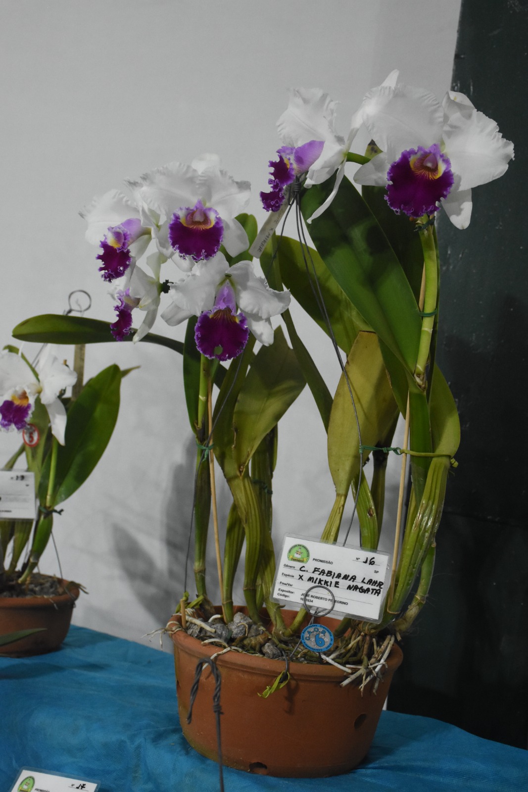 Coordenadoria das Associações Orquidófilas do Brasil - CAOB