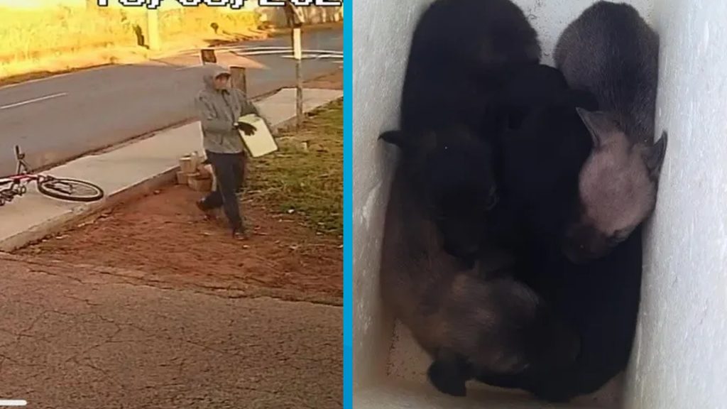 filhotes-de-cachorro-1024×576