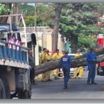 Vento forte derruba árvore no bairro Santa Mônica