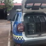 GM detém filho suspeito de agredir mãe idosa e mandar pra UTI