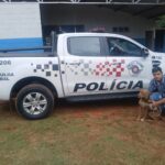 Policiais militares param o trânsito e salvam cão em rodovia