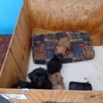 12 cães mantidos em um criadouro clandestino são resgatados