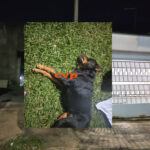 GM para defender seu cão, mata rottweiler 