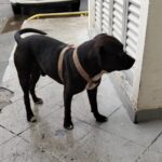Procura-se cão levado da Av.Morumbi