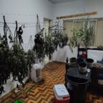 PM localiza cultivo de maconha e detém dois homens